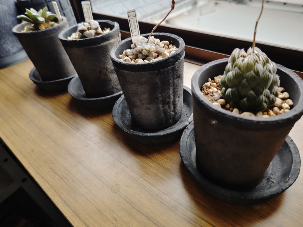 「モスポッド3号鉢」に植え付けた4種のハオルチア