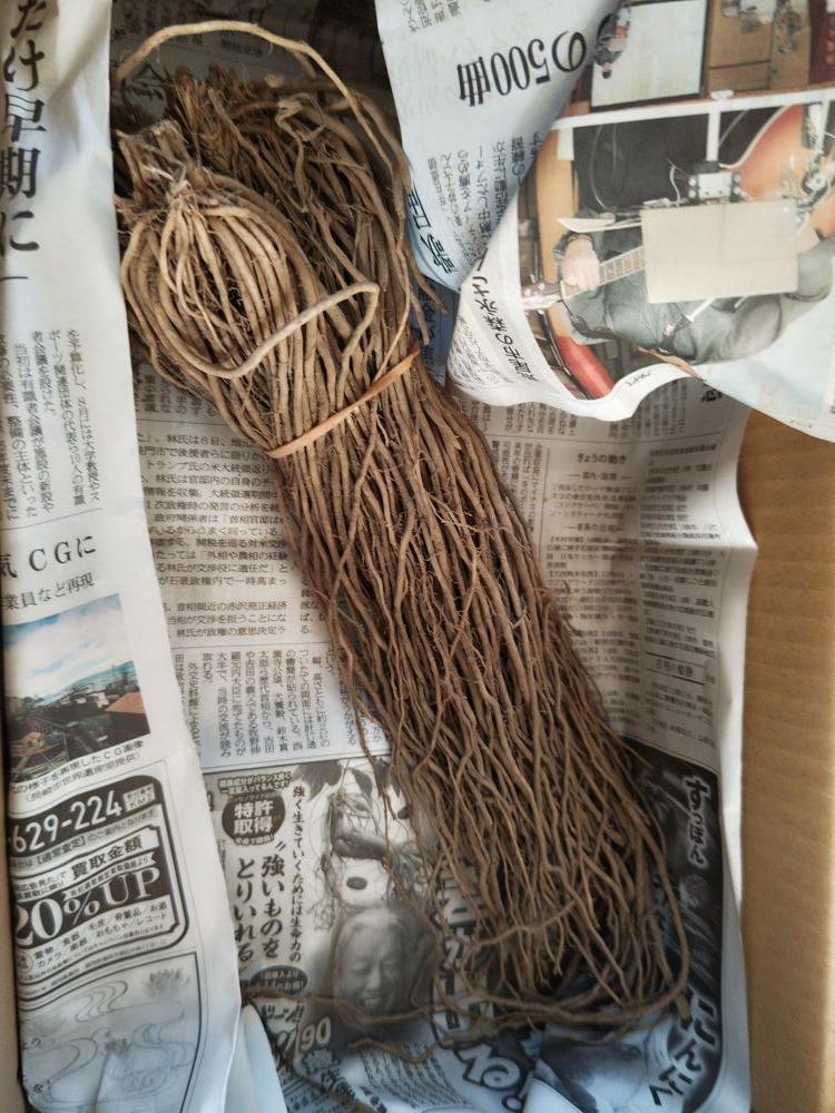 アスパラガス栽培のために買った根株