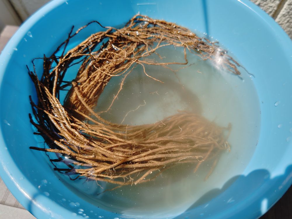 水につけたアスパラガスの根株
