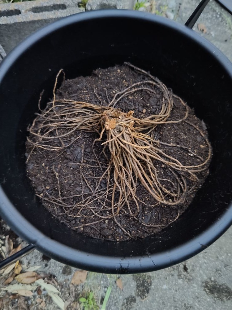 水につけたアスパラガスの根株を植え付けたところ