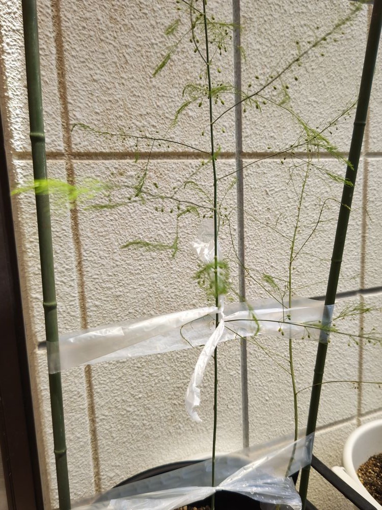 バルカズのプランターから生えてきた細いアスパラガスが伸びた姿2