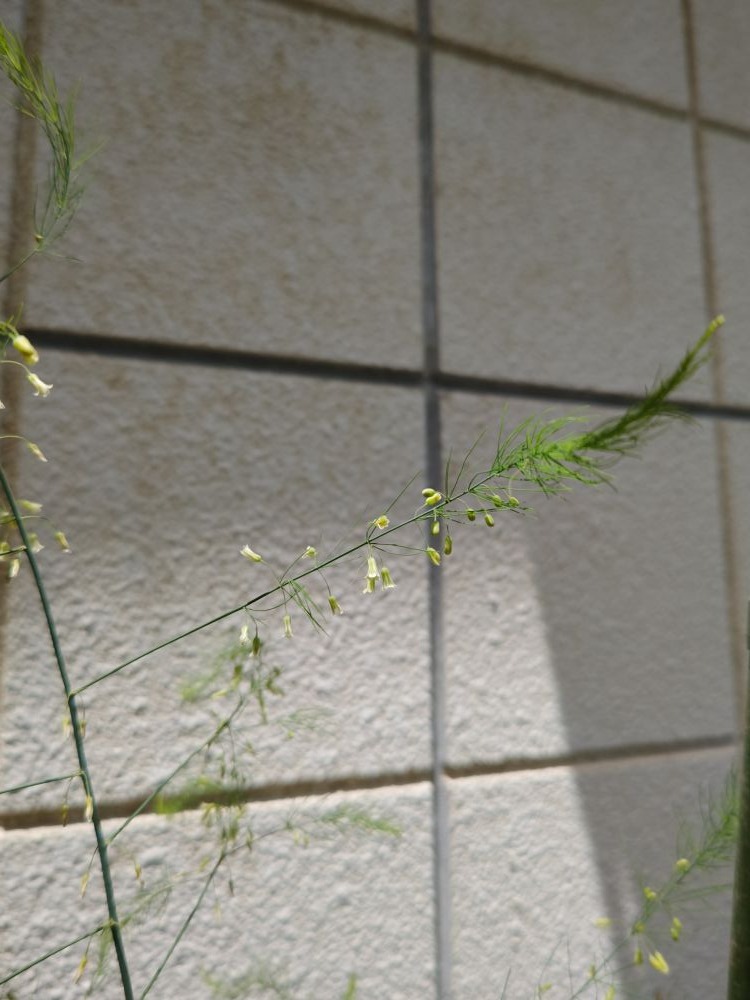 バルカズのプランターから生えてきた細いアスパラガスが花をつけた姿