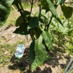 バルカズが植えたジャンボピーマン4