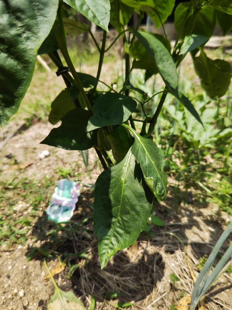 バルカズが植えたジャンボピーマン4