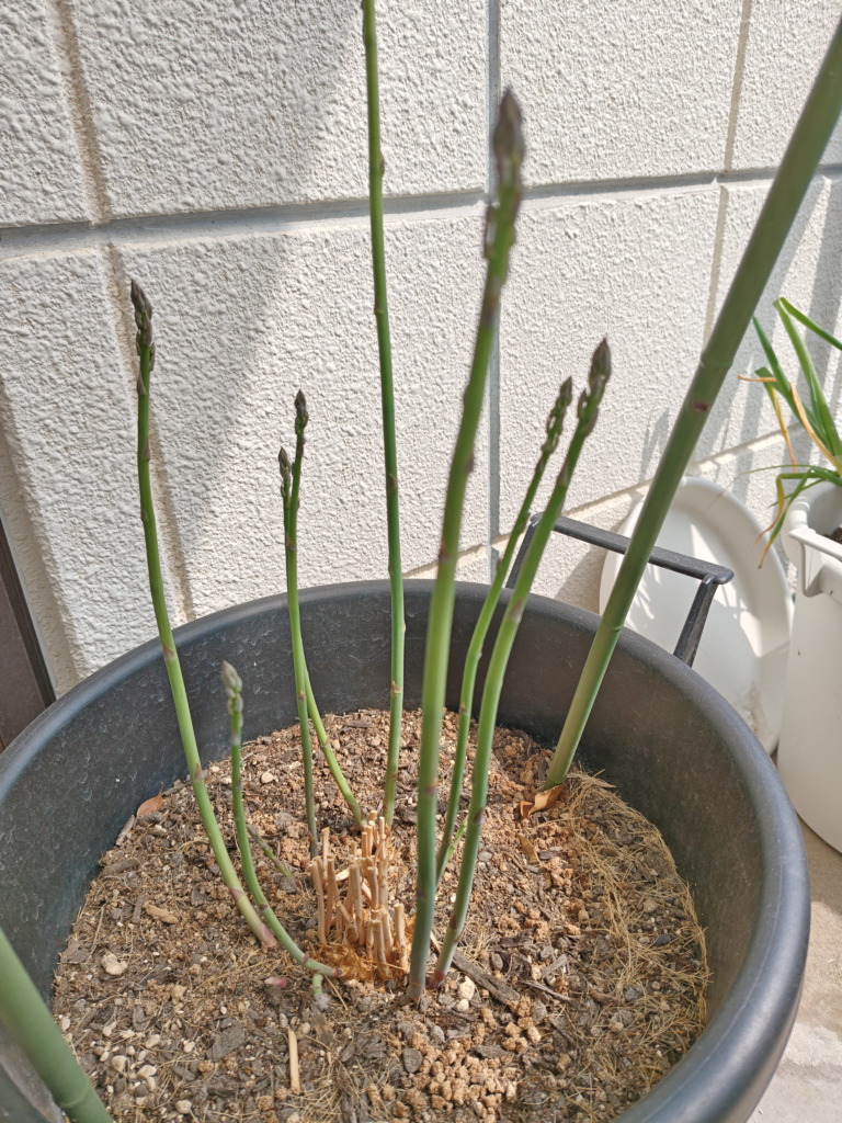 ２年目のバルカズのアスパラガスに生えた新芽２