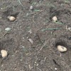 バルカズの家から発見された腐りかけのジャガイモを植えたところ
