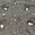 バルカズの家から発見された腐りかけのジャガイモを植えたところ