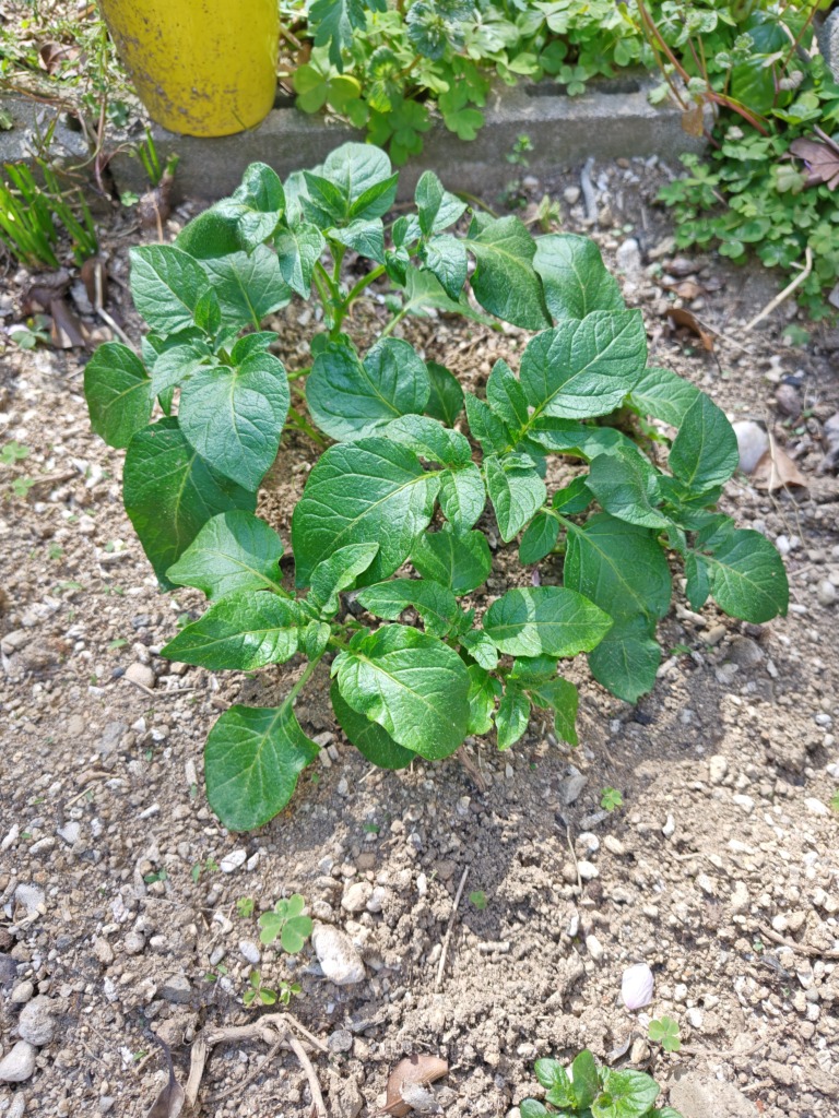バルカズの腐りかけのジャガイモを埋めたところから出てきていた葉