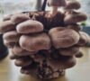 しいたけ栽培キット「もりのしいたけ農園」5日目の写真