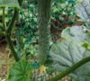 バルカズが育てたキュウリの画像