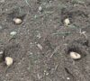 バルカズの家から発見された腐りかけのジャガイモを植えたところ